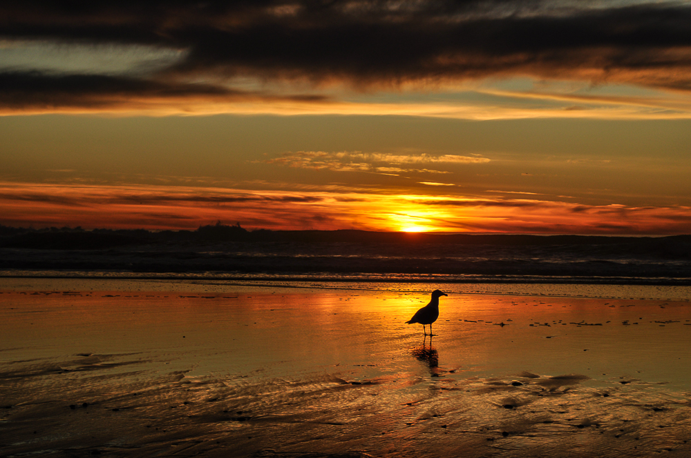 ird-enjoying-the-sunset-2